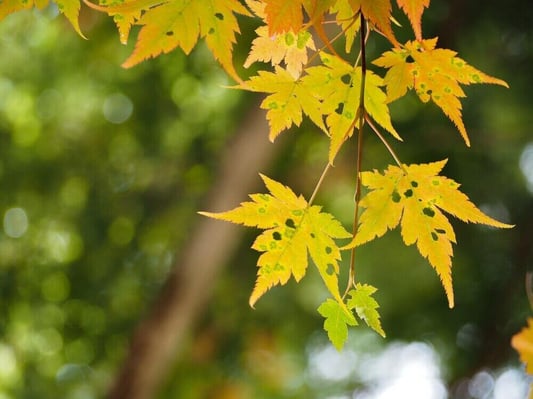 autumn-leaves2