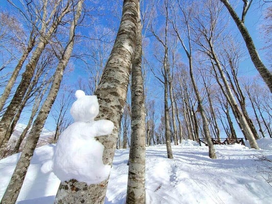 hakuba-mountain-habor-winter (7)