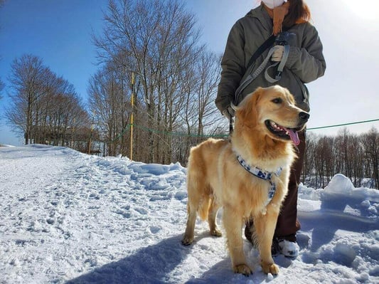 hakuba-mountain-habor-winter (9)