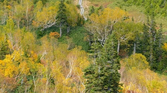 hakuba-tsugaike-autumn (11)