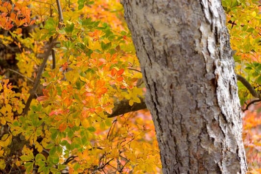 hakuba-tsugaike-autumn (12)