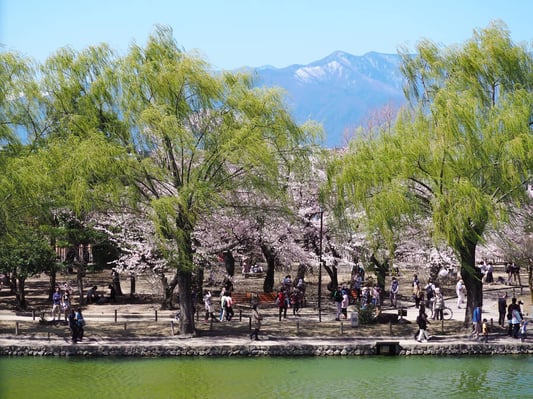 matsumoto_castle_spring_2
