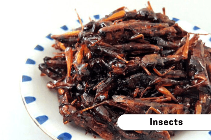 matsumoto_food_insects-1