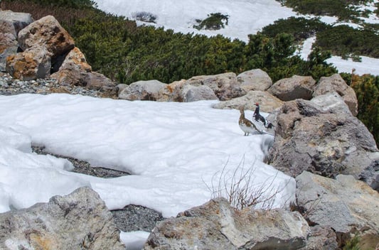 norikura-snow-walls (15)
