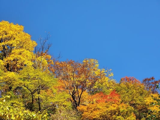 shomyo-fall-autumn (2)