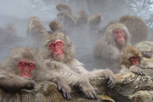 snow-monkey-nagano-japan-1