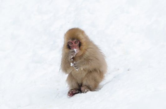 snow-monkey-nagano-japan-10