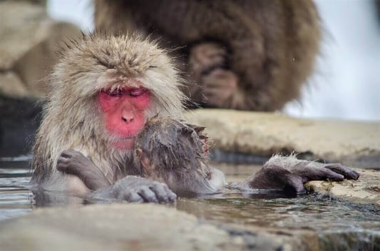 snow-monkey-nagano-japan-12