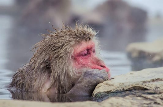 snow-monkey-nagano-japan-13