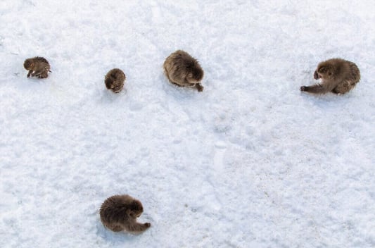 snow-monkey-nagano-japan-14