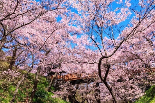 takato-sakura 