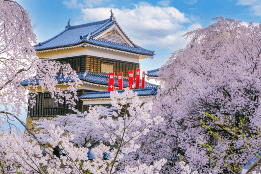 ueda-castle-sakura