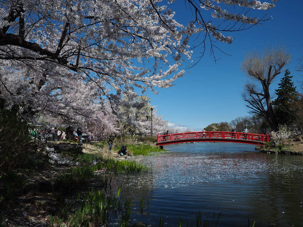 garyu-koen-park-sakura-2
