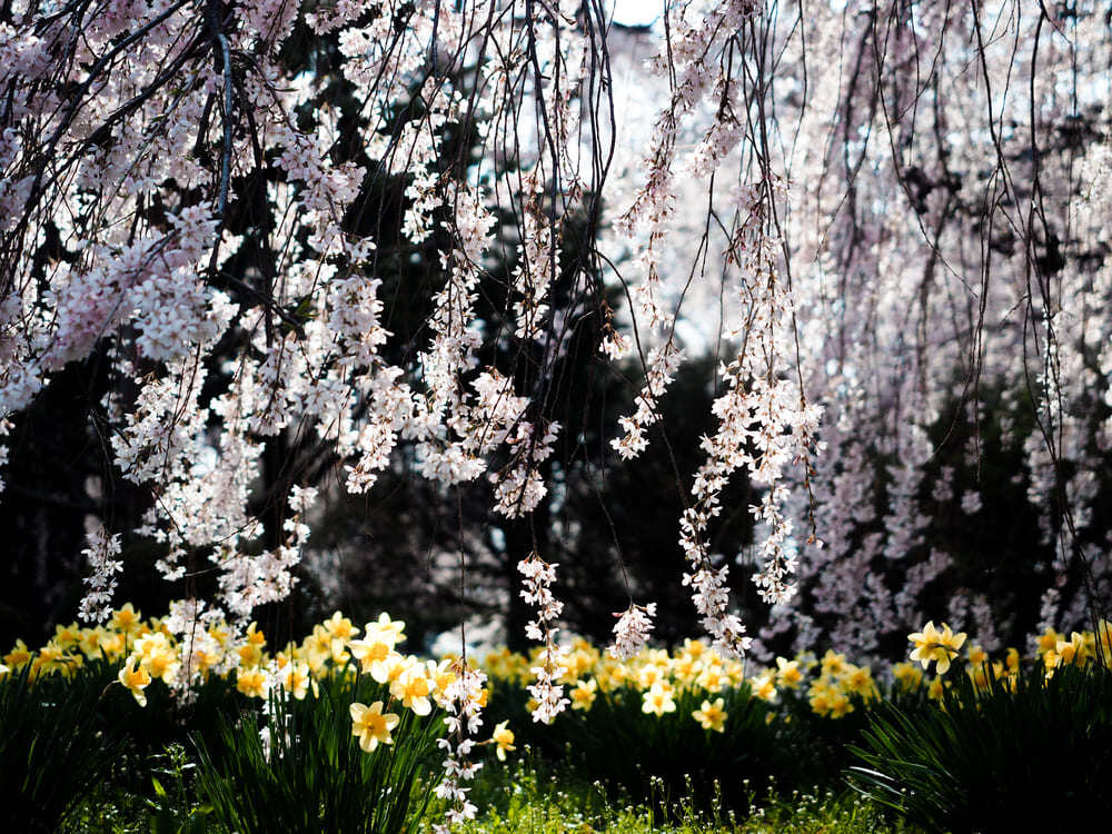 samizo-anyoji-temple-sakura-9