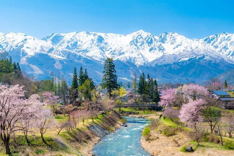 oide-park-sakura